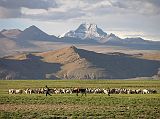 Tibet Kailash 11 Back 08 Shishapangma Checkpoint Shepherd with mountains behind